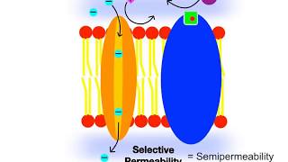 32 Membrane Proteins and Permeability [upl. by Irbua]