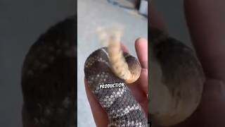 Secrets of the Rattlesnakes Tail Revealed Rattlesnake WildlifeSecrets NatureDocumentary [upl. by Branden]