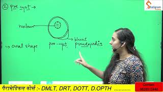 Entamoeba histolytica Morphology Life cycle in hindi PathogenicityLab diagnosis [upl. by Tsyhtema]