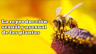 La reproducción de las plantas [upl. by Pestana866]