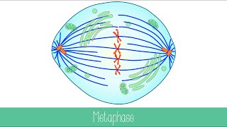 Mitosis and Cytokinesis [upl. by Oidivo]