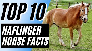 Top 10 Interesting Facts About The Haflinger Horse [upl. by Ardried]