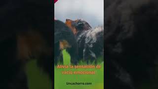 quotLa Magia de los Perros Adoptados en el Tratamiento de la Depresiónquot [upl. by Latsyrhc]