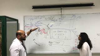 MANDIBULAR Nerve [upl. by Seerdi]