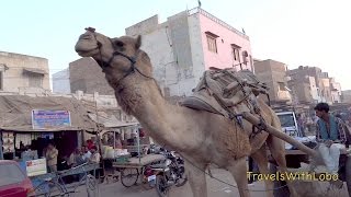 BIKANER  Old City  Exotic Rajasthan [upl. by Noreg325]