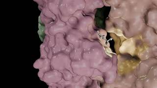 3D Animation of the Mechanism of Action of Acetylcholine and its Transmembrane Receptor [upl. by Wendel]