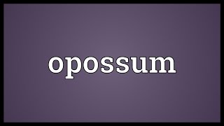 Opossum Meaning [upl. by Amalbergas]