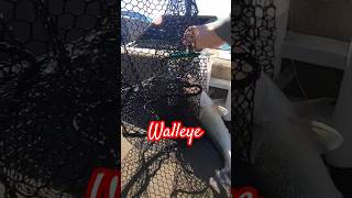 Walleye dont forget to subscribe walleye walleyefishing lakeerie [upl. by Hartzke]