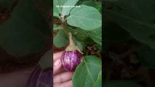 நம்ம வீட்டு தோட்டத்தில் இவ்வளவு கத்திரிக்காய் இருக்கா🤩😍😯thottamharvestseason gardening [upl. by Annaeel]