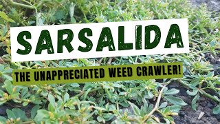 The Unrecognized and Unappreciated Carpet Weed [upl. by Eniluqcaj]