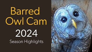 Wild Birds Unlimited Barred Owl Cam 2024 Season Highlights  Cornell Lab [upl. by Tabbitha]