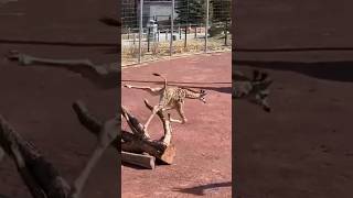 Baby Giraffe Trips and Falls on Face shorts [upl. by Dorine]