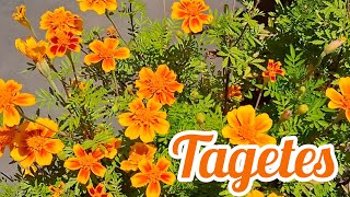 Tagetes [upl. by Sedlik]