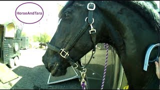 How to take care of a Friesian horse after a very fast gallop [upl. by Sigsmond]