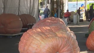 30th annual Elk Grove Pumpkin Festival includes 1000pound pumpkins [upl. by Eudo740]