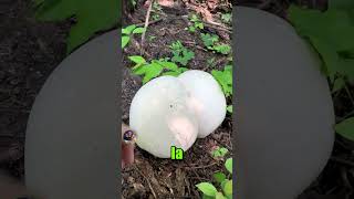 El impresionante hongo Calvatia gigantea [upl. by Grogan]