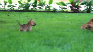 Cairn Terrier Puppies For Sale [upl. by Lionel]