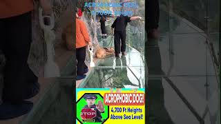 viralvideo acrophobic doglover fear in height trending dog [upl. by Ohare840]