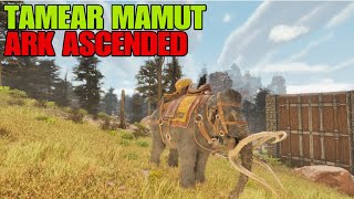 como TAMEAR un MAMUT en ARK ASCENDED  en 3 minutos  tamear MAMUT ASA 🦣 [upl. by Weintrob260]