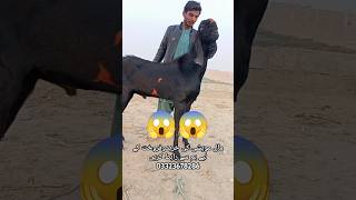 ماشاءاللہ بہت ہی خوبصورت بکرا goat beetalgoat viralvideo goatfarmbusiness animals shorts my [upl. by Ahsiemac]