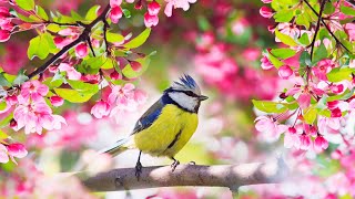 Relaxing Sleep Music Deep Meditation Music Bird sounds  quotSoothing Sounds of Naturequot Tim Janis [upl. by Ibloc]