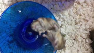 Epic Dwarf Hamster Battle play fighting not actually hurting each other [upl. by Hutton276]