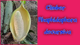 Rhaphidophora decursiva  Evergreen Climber [upl. by Nair]