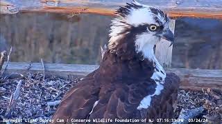 Barnegat Light Osprey Cam  Daisy checks out the first intruder at the nest  March 24 2024 [upl. by Naujik]