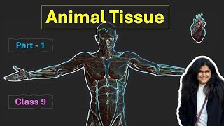 Animal Tissue Part1  Tissues  Class 9  Best Explainer with Examples amp Animations [upl. by Malamut]