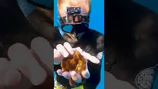 Octopus climbs into divers hand shorts [upl. by Golda]