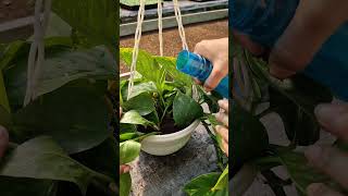 Do’s and don’ts to ensure your indoor plants thrive during winter❄🌿iamthegardener winterplantcare [upl. by Nollad966]