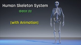 Human Skeleton System Animation In Hindi  कंकाल तंत्र  Science  Pectoral And Pelvic Girdles [upl. by Bussey]