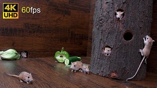 Cat TV mice fun for cats to watch  Adorable mice jerry hole hide amp Seek 8 hour 4k 60fps [upl. by Gonzales685]