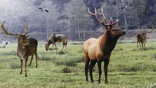 Best elk call amp elk sounds [upl. by Adneram]