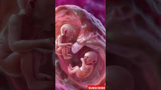 Incredible Footage of Twins Developing in the Womb [upl. by Sekyere520]