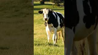 Learn About Cows and Their Fun Facts for Kids  Educational Animal Video for Toddlers [upl. by Darice]