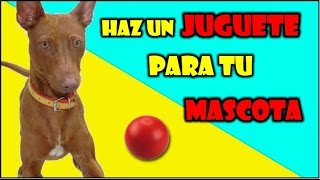 COMO HACER un JUGUETE CASERO para tu MASCOTA 🐕 Pelota para perros casera  Juguetes para perros [upl. by Renaxela]