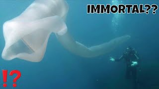 IS THIS CREATURE IMMORTAL GIANT PYROSOME [upl. by Rondon]