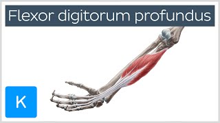 Flexor digitorum profundus muscle  Origin Insertion Innervation amp Function  Anatomy  Kenhub [upl. by Camilia]