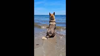 Az the Rescue Pup Seeing the Ocean for the First Time [upl. by Ecnar]