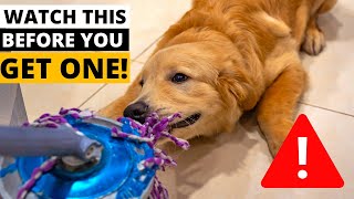 9 Things you MUST KNOW Before Getting a Golden Retriever [upl. by Anaiv]