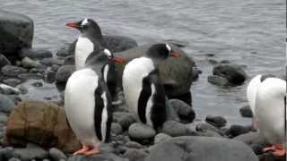 Gentoo penguins in front of Arctowski Station [upl. by Nylodnarb216]