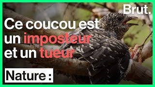 Ce coucou est un parasite un imposteur et un tueur [upl. by Desdamonna]