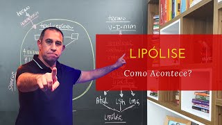 Como Acontece a Lipólise Metabolismo de Gordura [upl. by Krenek708]