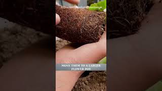 Grow Strawberries Fast on Your Balcony with These Simple Tips shorts garden strawberry seedling [upl. by Itsirc]