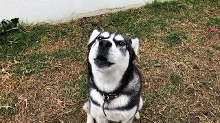 Husky Siberiano Aullando y Jugando [upl. by Marni924]