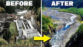 How The Largest Dam Removal Of All Time Brought An Entire Ecosystem Back From Extinction [upl. by Acinoev]