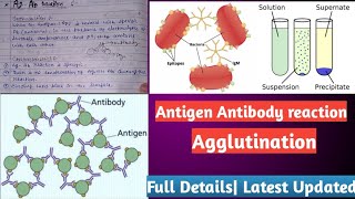 Antigen Antibody reactions  AgAb reaction Agglutination reaction [upl. by Annawahs]