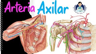 Arteria Axilar ‐ Fácil y Didáctico [upl. by Norb]