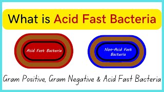 What is Acid Fast Bacteria  Everything about Gram ve  Gram ve amp Acid Fast Bacteria [upl. by Khalsa]